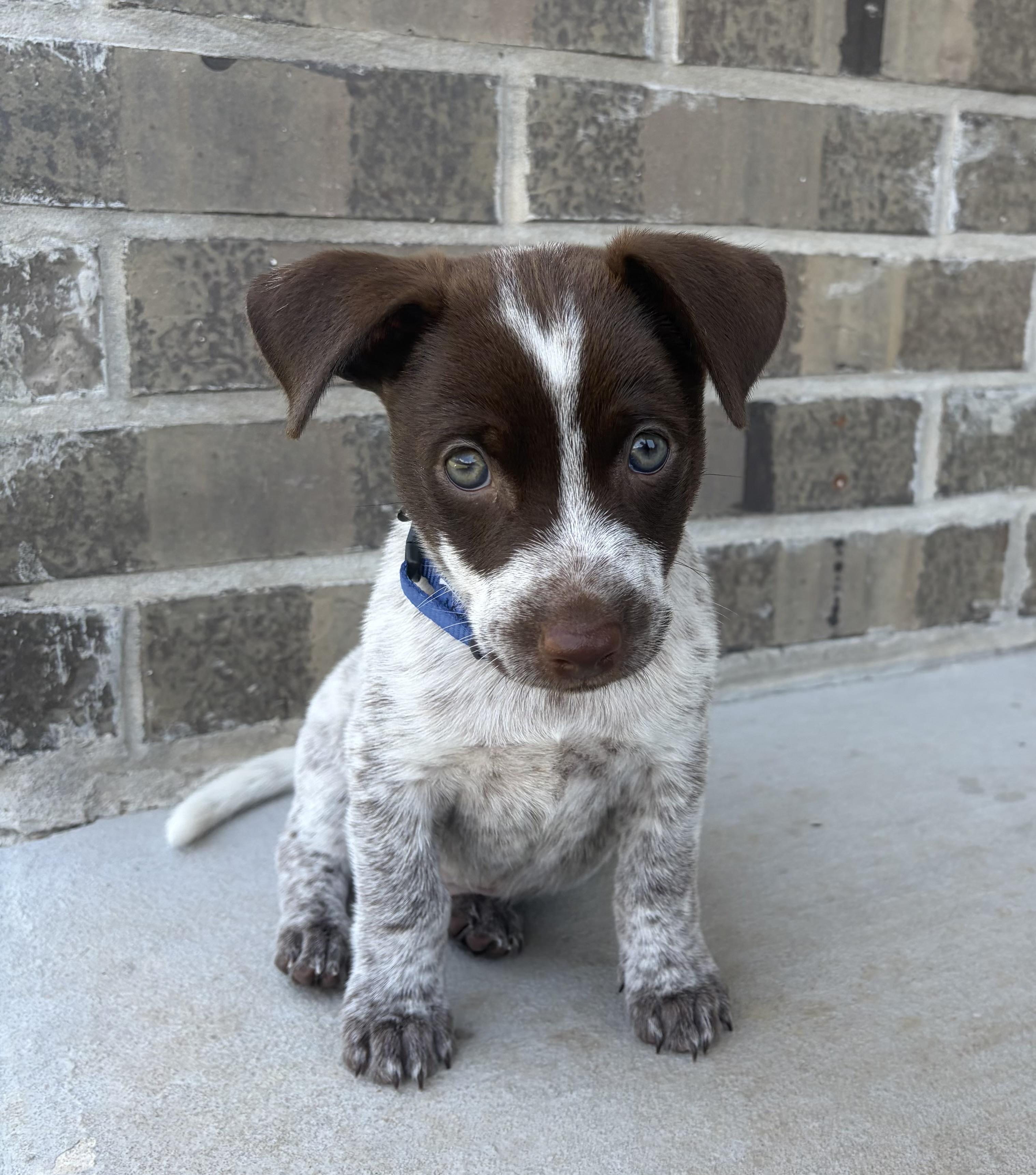 Henry, adopted, Puppy Male Terrier & German Shorthaired Pointer.