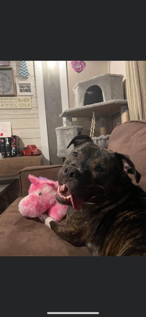 Ziggy, Adoptable, Adult Male Pit Bull Terrier.