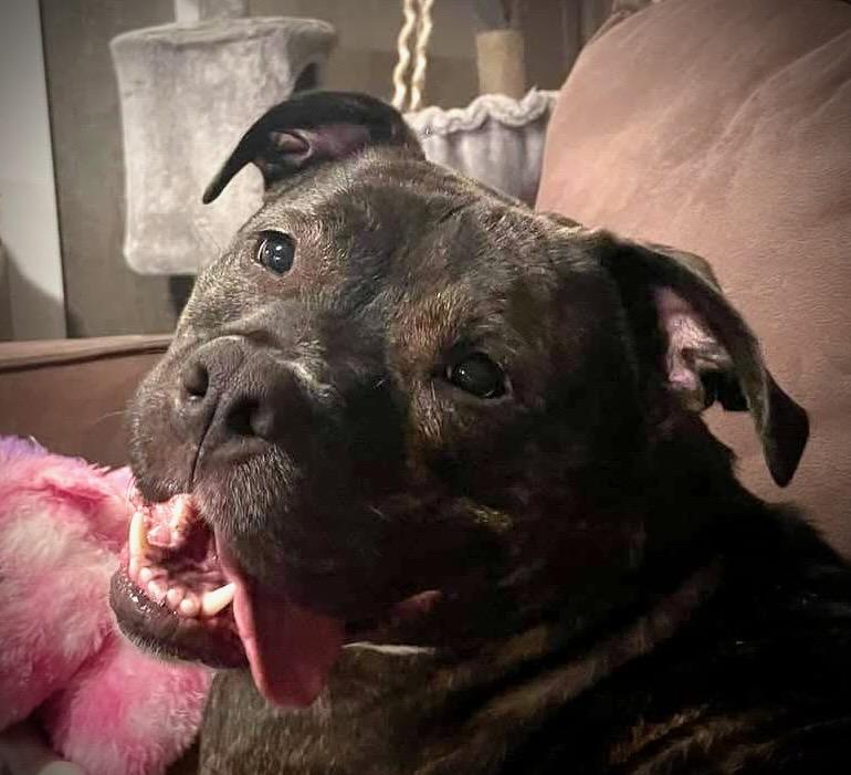 Ziggy, Adoptable, Adult Male Pit Bull Terrier.