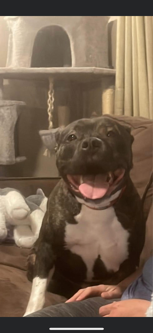 Ziggy, a Adoptable mixed breed in Powell, TN image 2/2