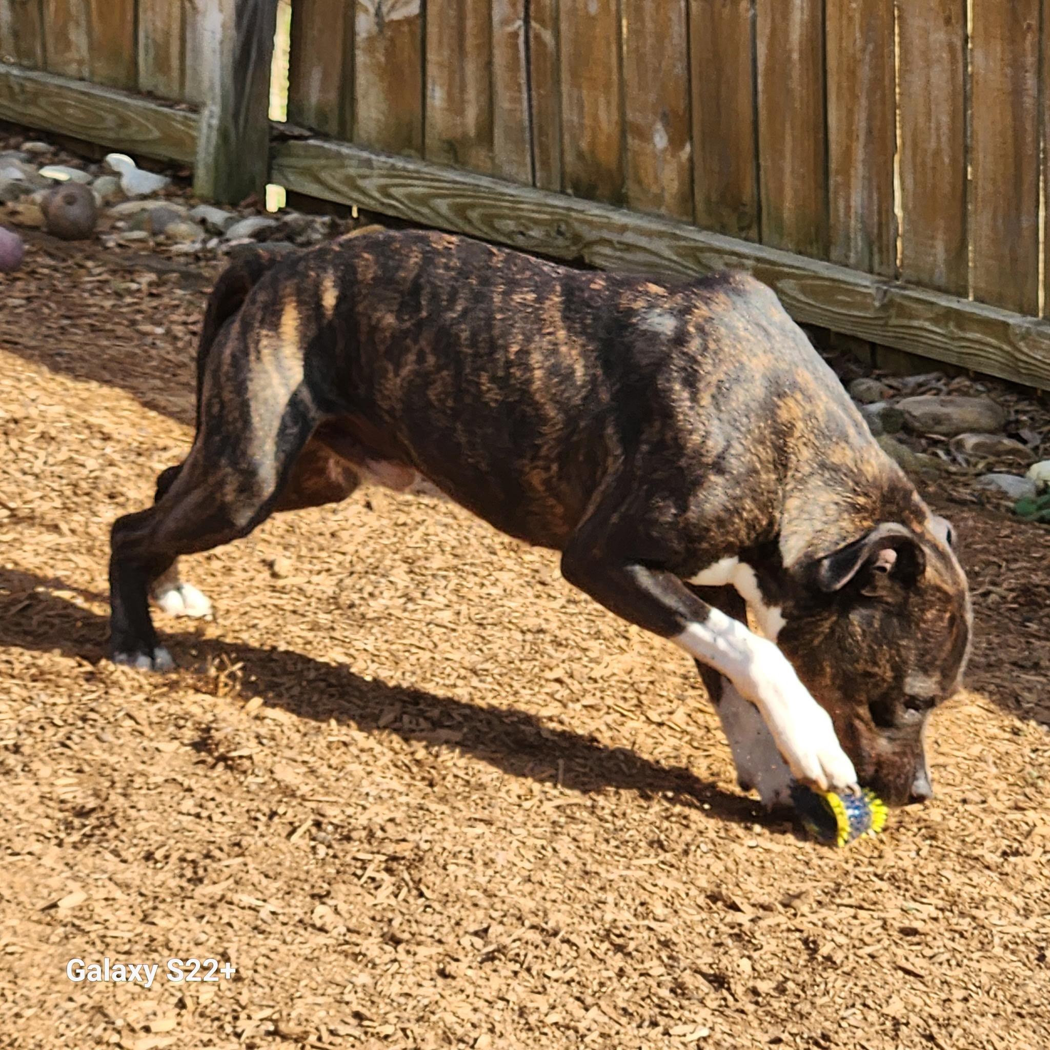 Enlarge Ziggy, a Adoptable mixed breed in Powell, TN image 3/4