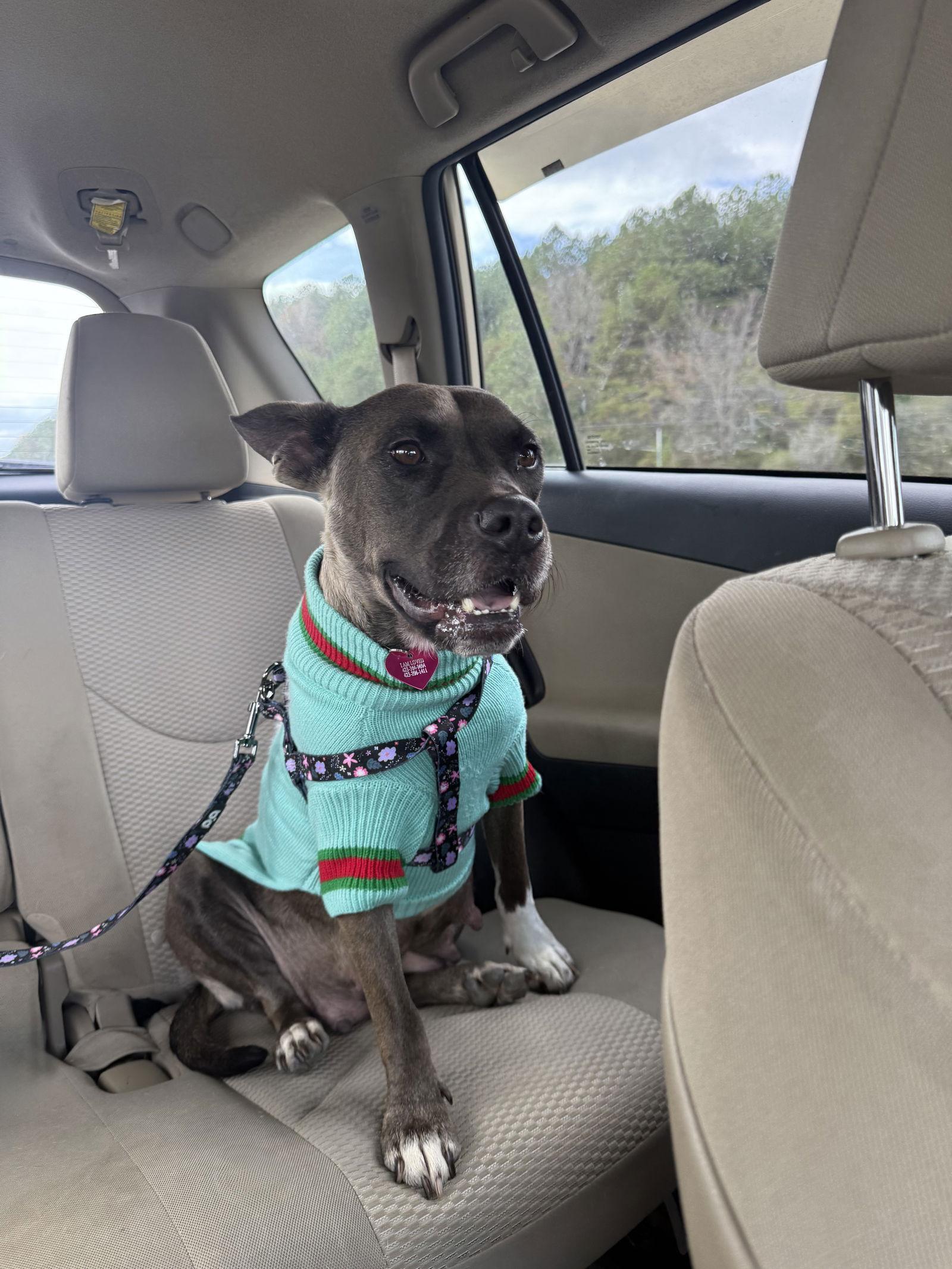 Juniper, Adoptable, Adult Female Pit Bull Terrier.