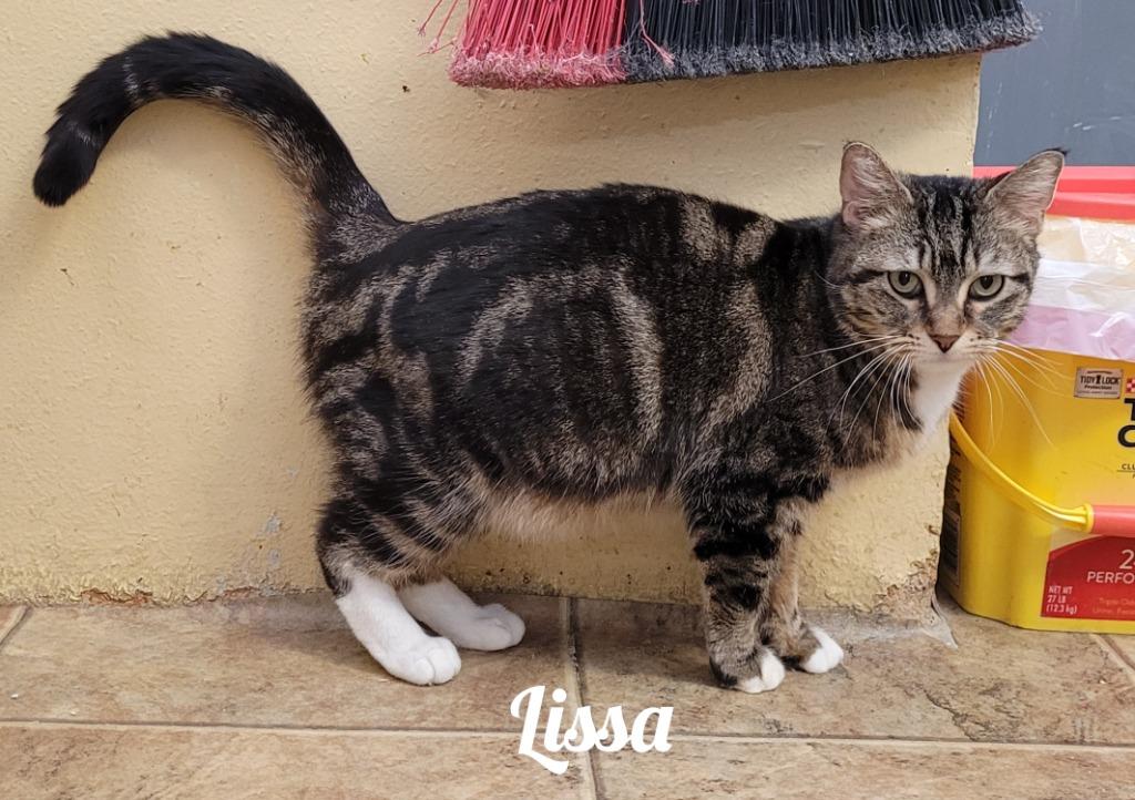 Enlarge Lissa, a Adoptable mixed breed in Cedar Rapids, IA image 1/2