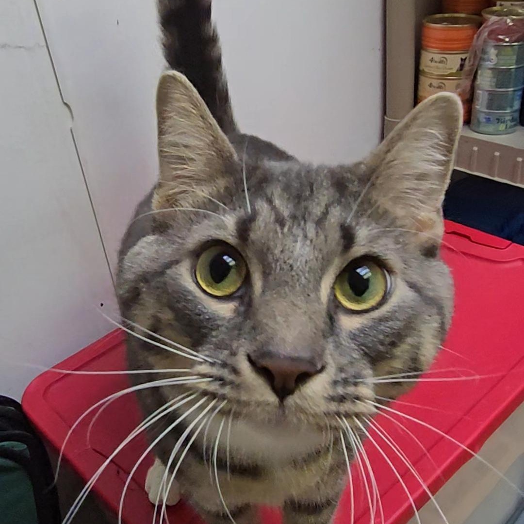 Toby, a ADOPTABLE Domestic Short Hair in Shippenville, PA image 2/3