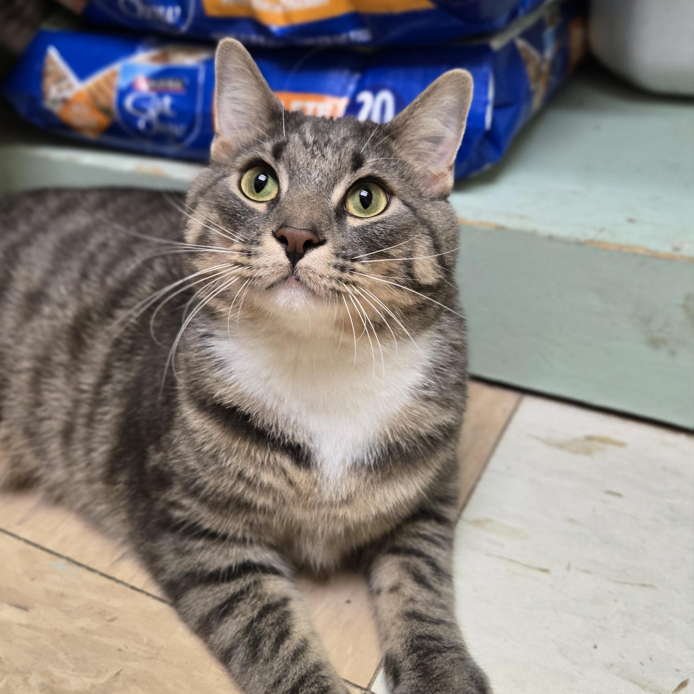 Toby, a ADOPTABLE Domestic Short Hair in Shippenville, PA image 3/3