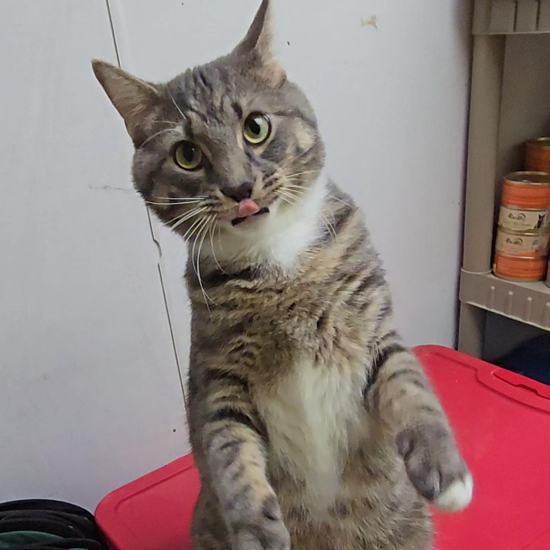 Toby, ADOPTABLE, Adult Male Domestic Short Hair.