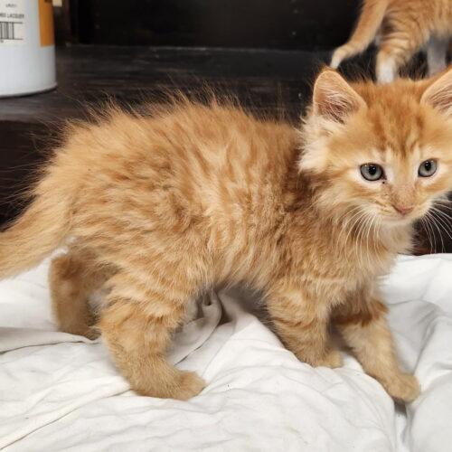 Brody, Adoptable, Kitten Male Domestic Long Hair.