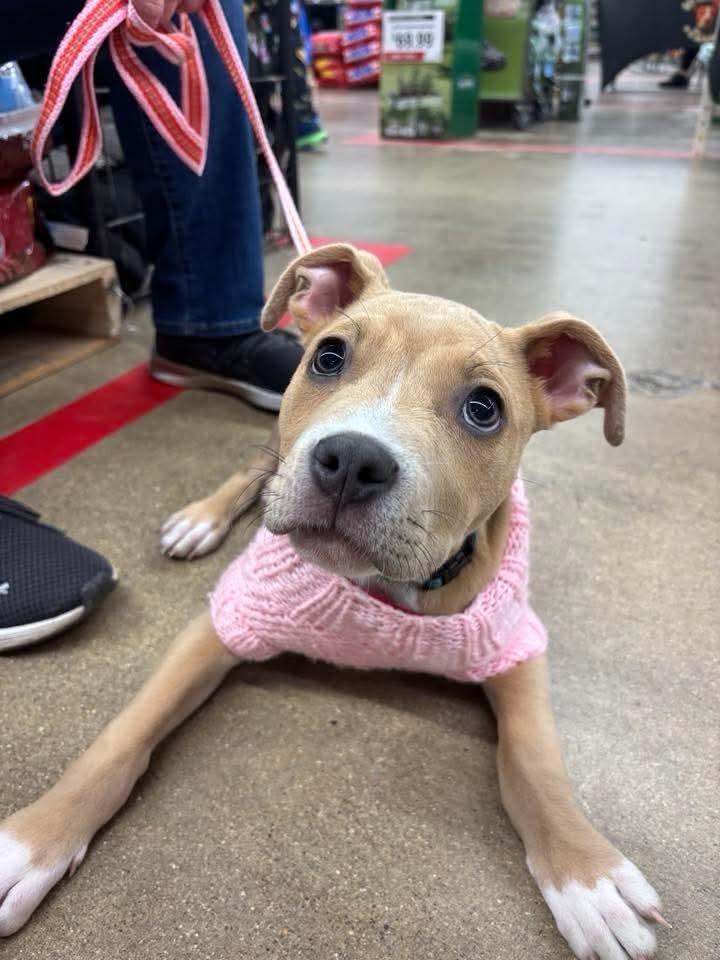 PIP, Adoptable, Puppy Female American Bulldog.
