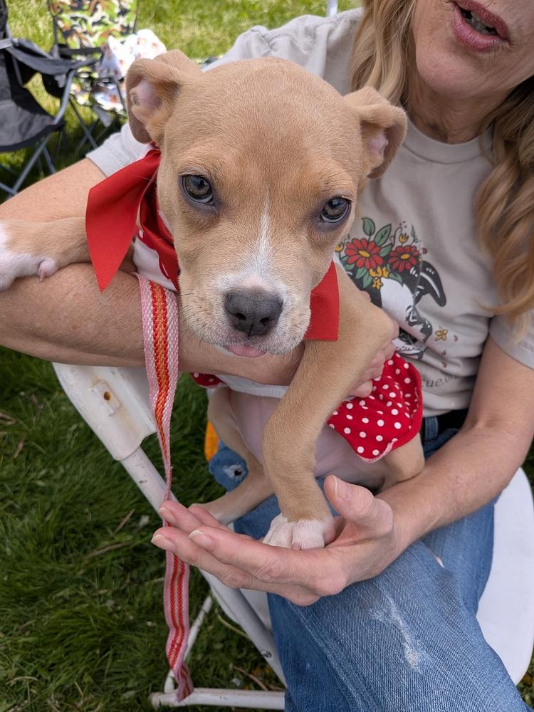 PIP, Adoptable, Puppy Female American Bulldog.