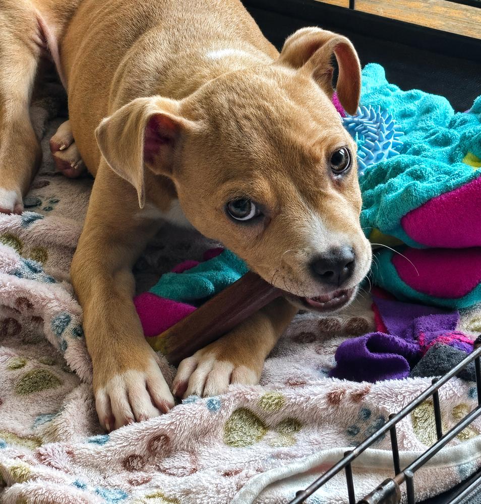 Enlarge PIP, a Adoptable mixed breed in Thompson, PA image 3/6