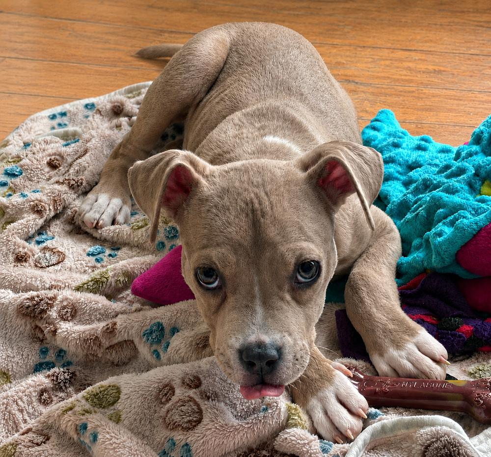 Enlarge PIP, a Adoptable mixed breed in Thompson, PA image 4/6