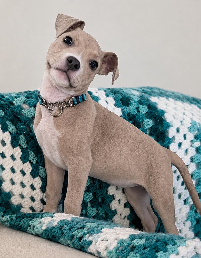 Enlarge PIP, a Adoptable mixed breed in Thompson, PA image 5/6