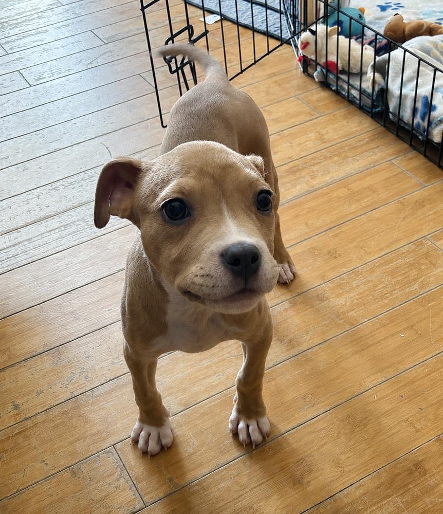 Enlarge PIP, a Adoptable mixed breed in Thompson, PA image 6/6