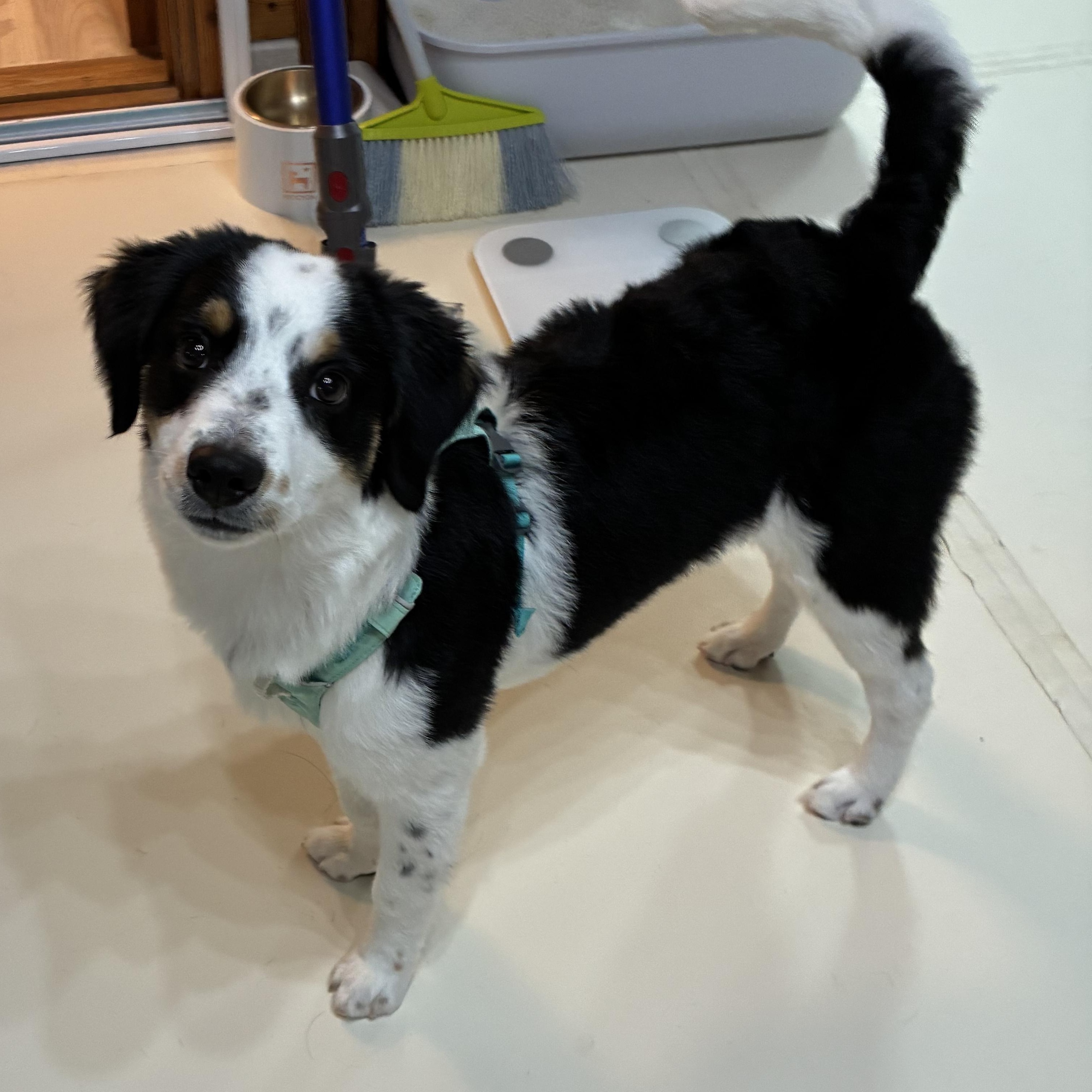 Enlarge OLLIE, an adopted Bernedoodle in Springfield, VA image 5/5