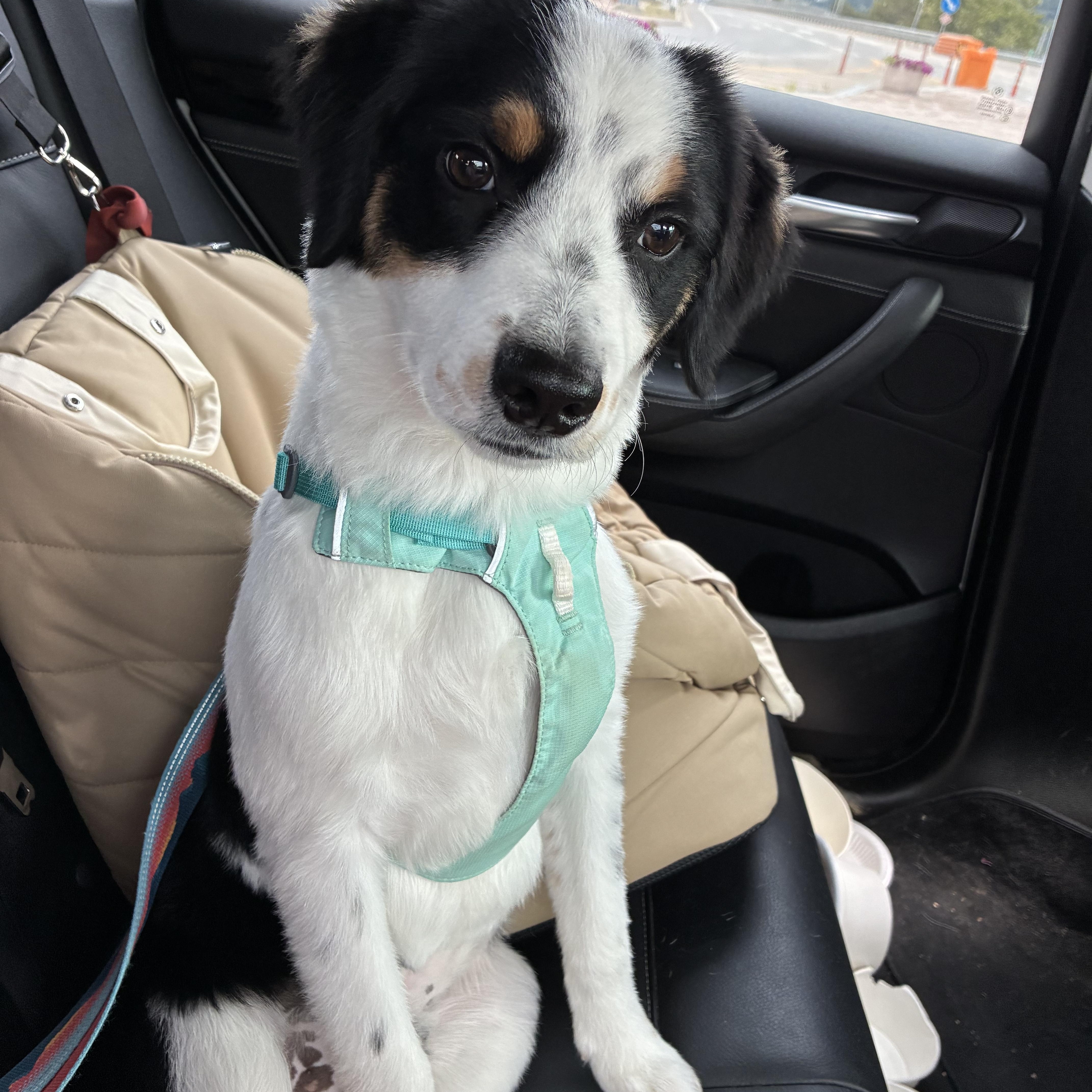 OLLIE, adopted, Young Male Bernedoodle.