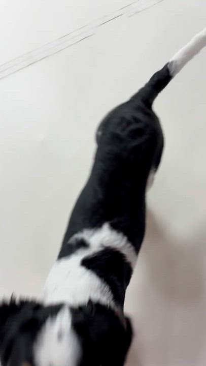 Enlarge OLLIE, an adopted Bernedoodle in Springfield, VA video 2/5