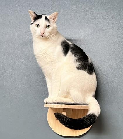 Finley, a Adoptable Domestic Short Hair in Hastings, MN image 1/2