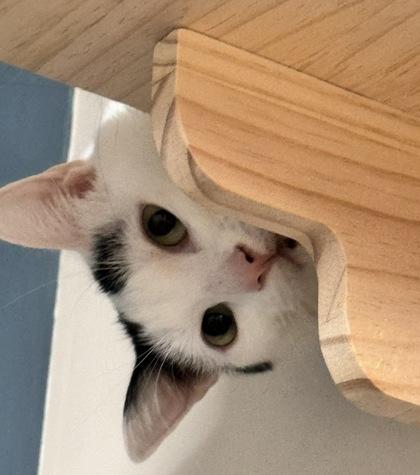 Finley, Adoptable, Kitten Male Domestic Short Hair & Domestic Short Hair.