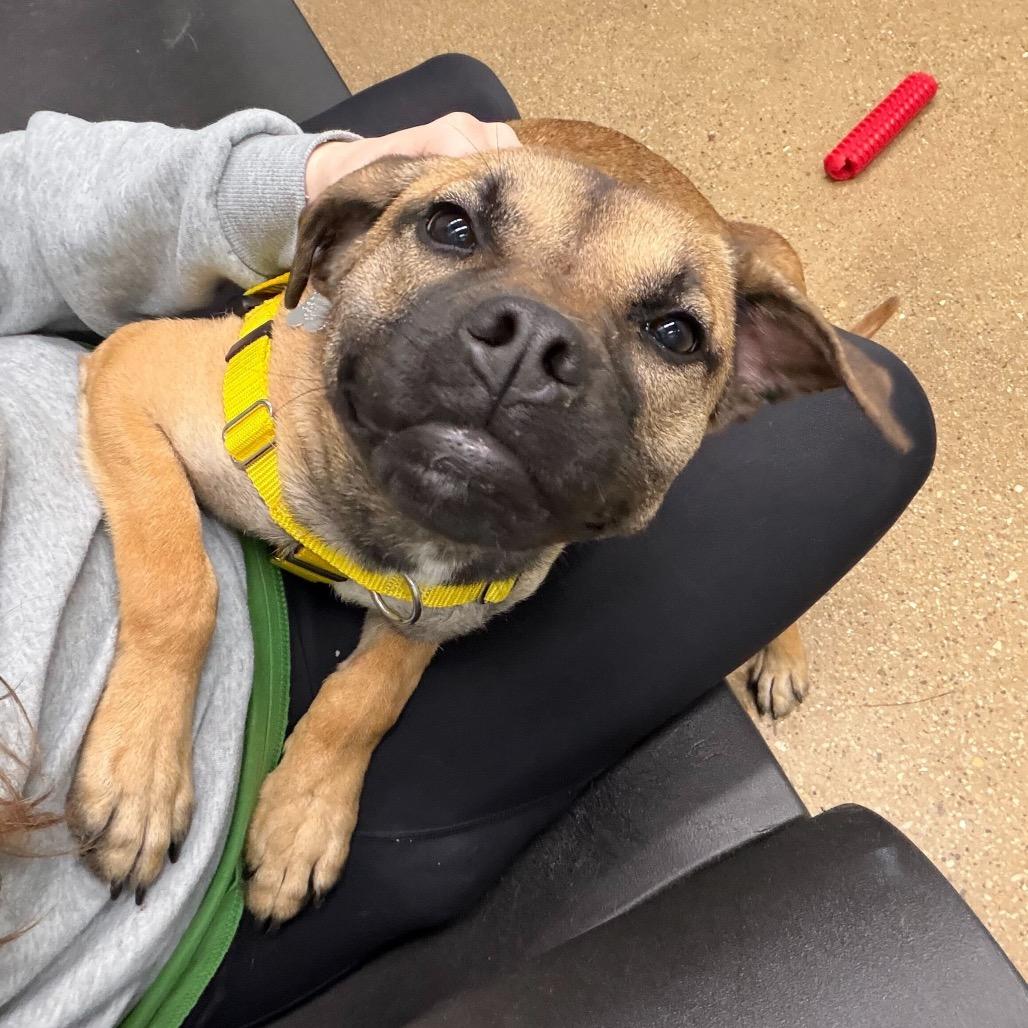 Missy, a Adoptable Mixed Breed in Skokie, IL image 1/6