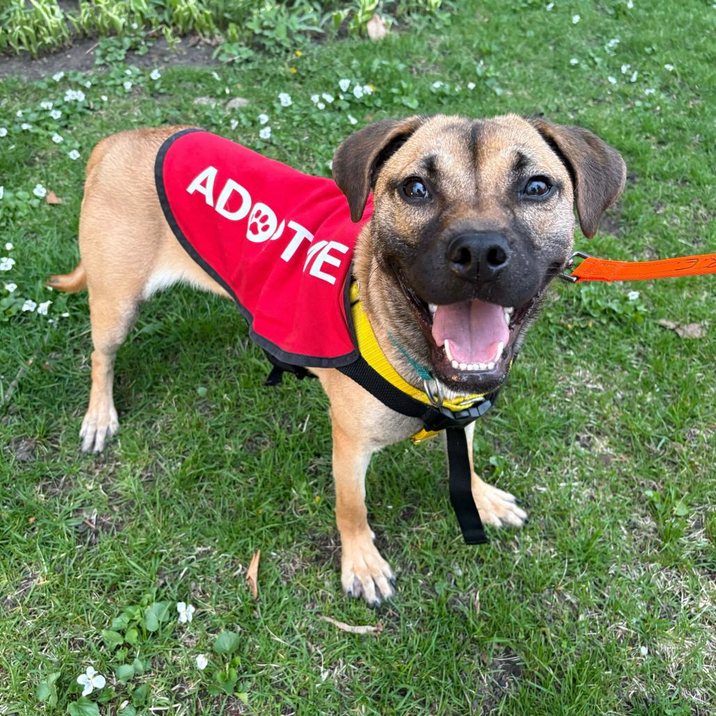 Missy, a Adoptable Mixed Breed in Skokie, IL image 2/6