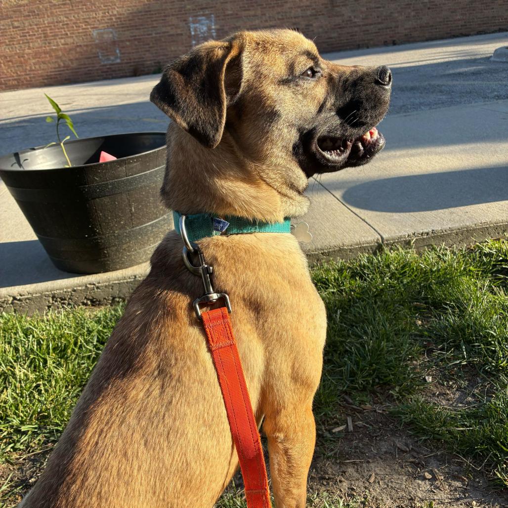 Missy, a Adoptable Mixed Breed in Skokie, IL image 3/6