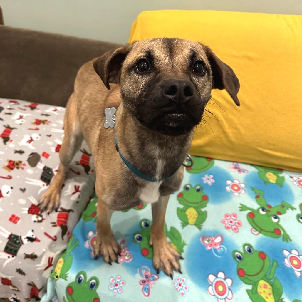 Enlarge Missy, a Adoptable Mixed Breed in Skokie, IL image 1/2