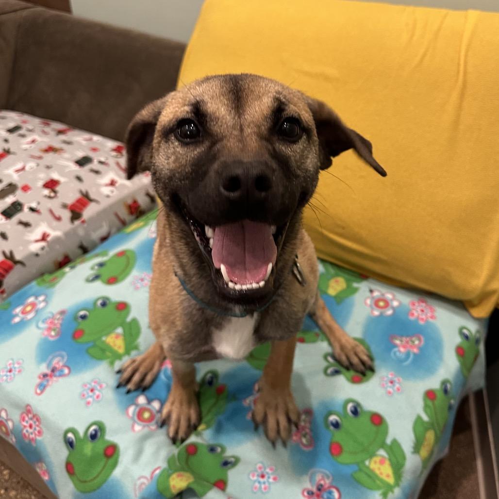 Enlarge Missy, a Adoptable Mixed Breed in Skokie, IL image 2/2