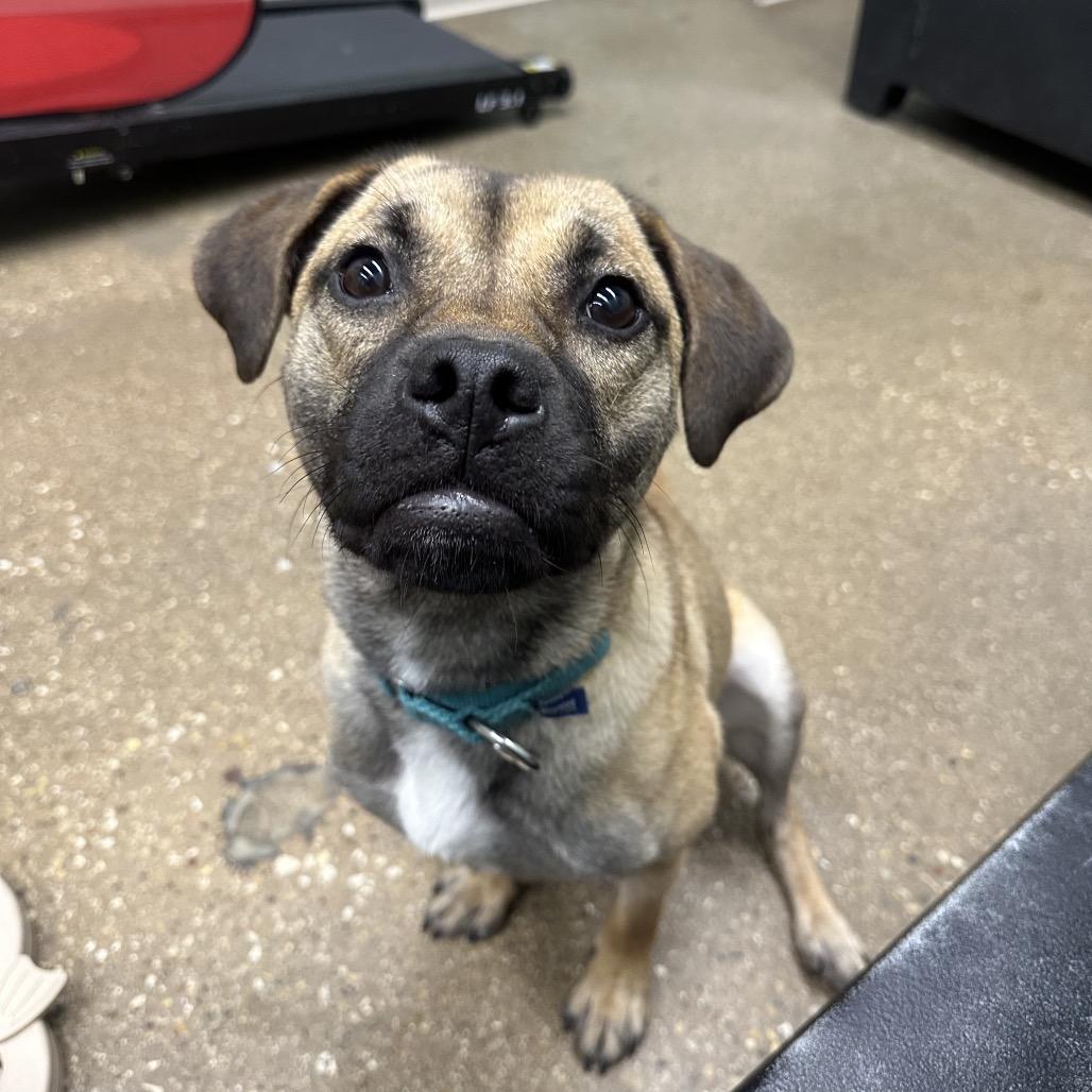 Missy, a Adoptable Mixed Breed in Skokie, IL image 4/6