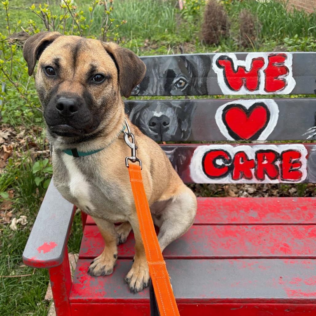 Missy, a Adoptable Mixed Breed in Skokie, IL image 3/3
