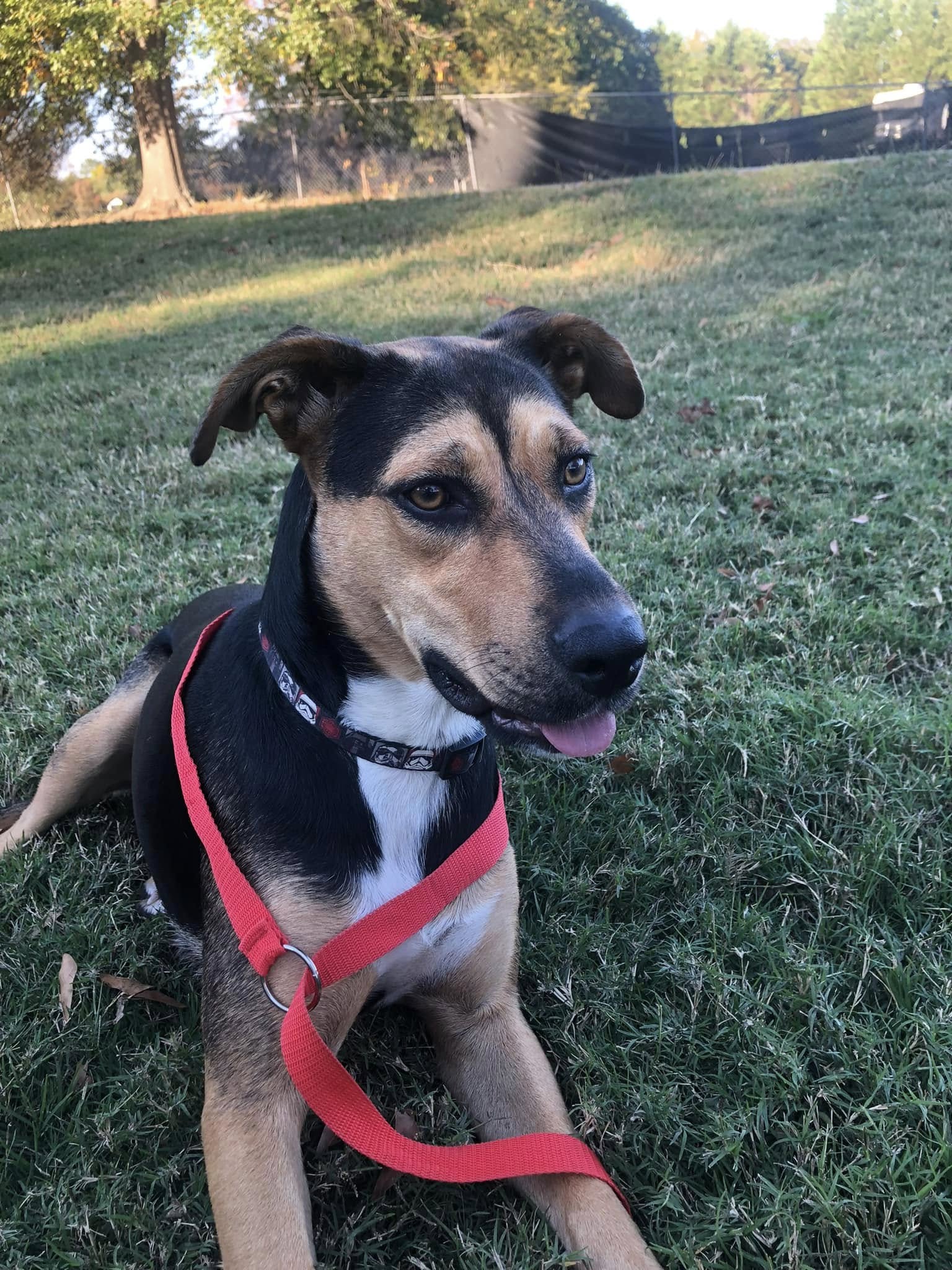 Montana, Young Female Hound