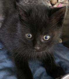 PotatoSkins, a Adoptable mixed breed in Simcoe, ON image 1/3