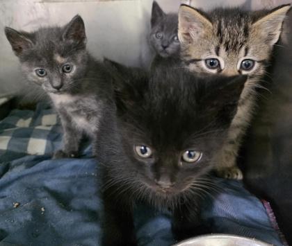 PotatoSkins, a Adoptable mixed breed in Simcoe, ON image 2/3