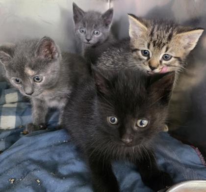 PotatoSkins, a Adoptable mixed breed in Simcoe, ON image 3/3