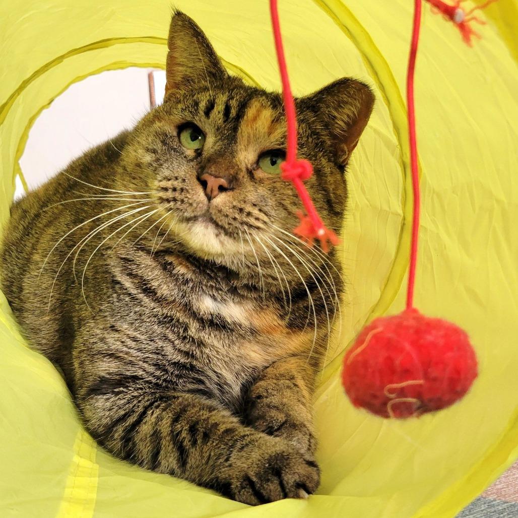 Enlarge Flora, a Adoptable Domestic Short Hair in Philadelphia, PA image 1/6