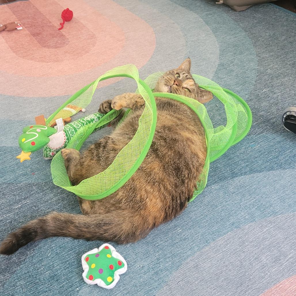 Enlarge Flora, a Adoptable Domestic Short Hair in Philadelphia, PA image 2/6