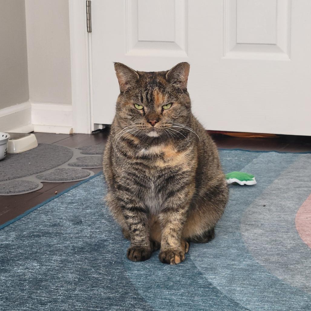 Enlarge Flora, a Adoptable Domestic Short Hair in Philadelphia, PA image 3/6