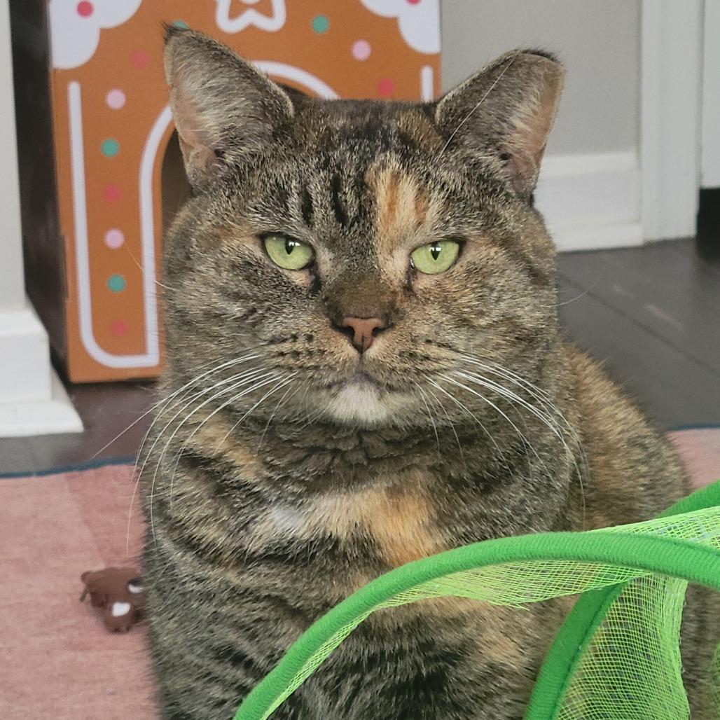 Enlarge Flora, a Adoptable Domestic Short Hair in Philadelphia, PA image 4/6