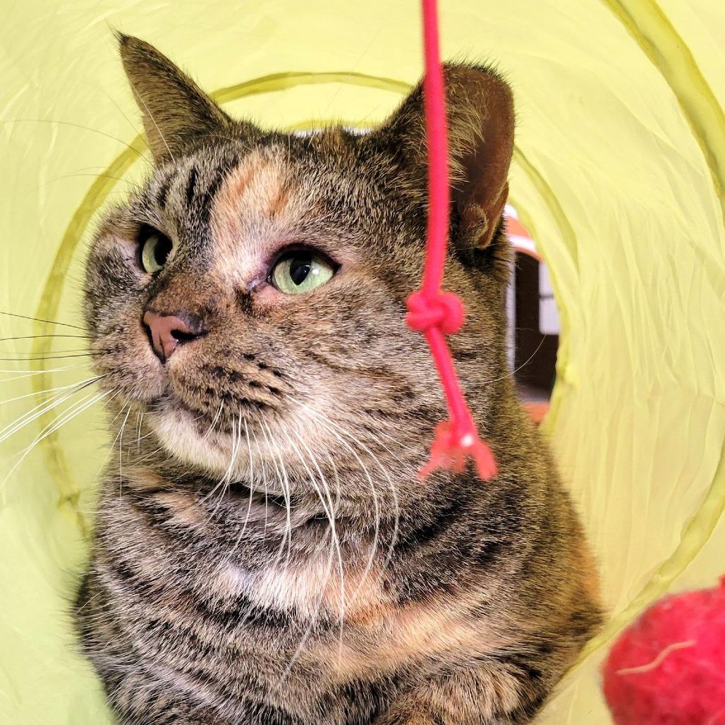 Enlarge Flora, a Adoptable Domestic Short Hair in Philadelphia, PA image 6/6