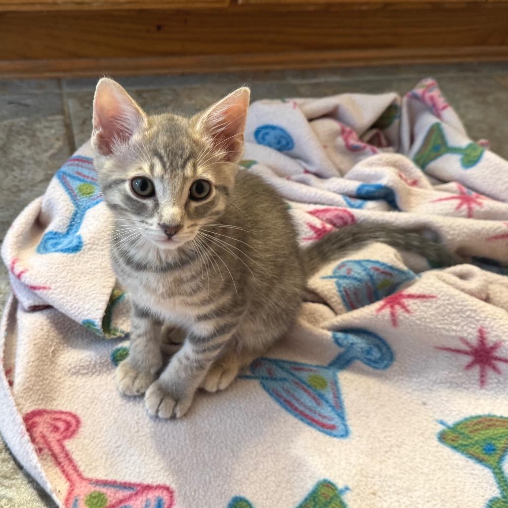 Joey, a Adoptable Domestic Short Hair in Bulverde, TX image 1/6