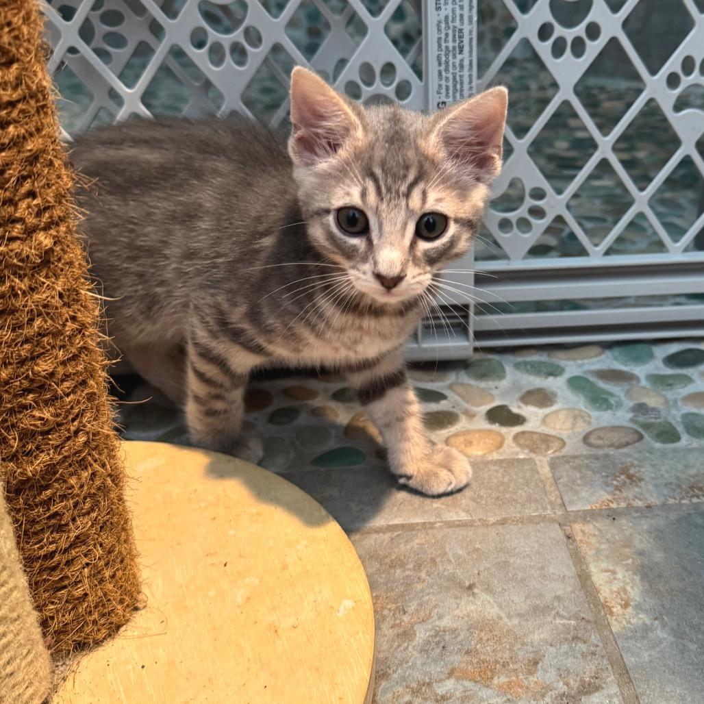 Joey, a Adoptable Domestic Short Hair in Bulverde, TX image 2/6