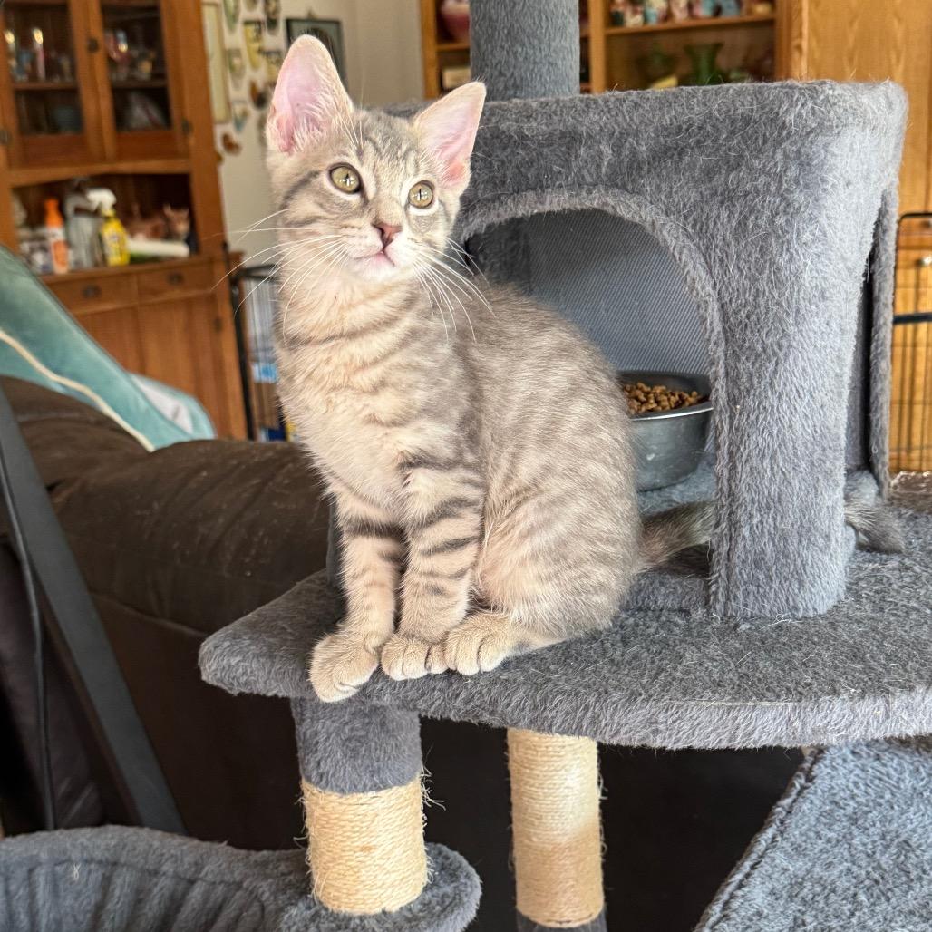 Joey, a Adoptable Domestic Short Hair in Bulverde, TX image 3/6