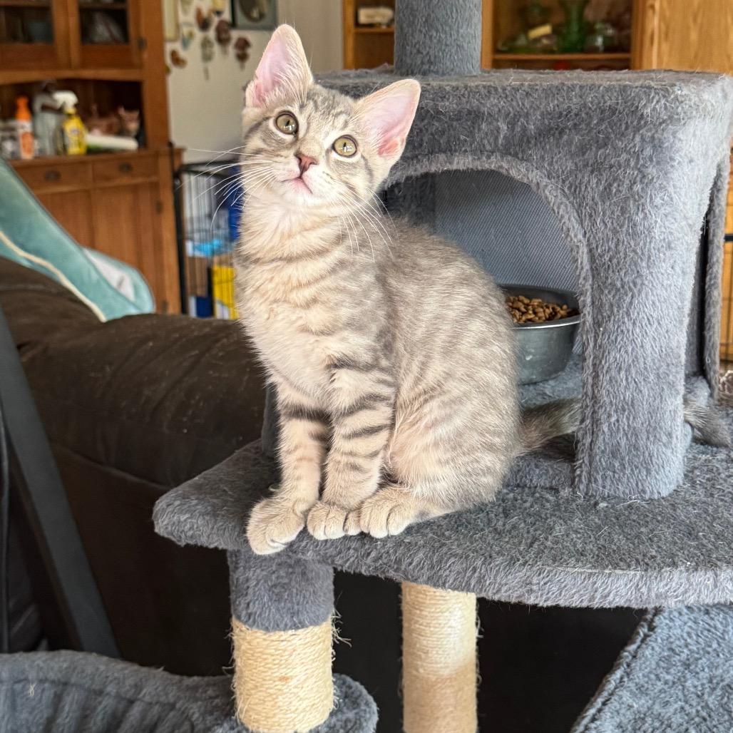 Joey, a Adoptable Domestic Short Hair in Bulverde, TX image 4/6