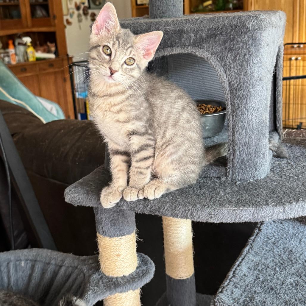 Joey, a Adoptable Domestic Short Hair in Bulverde, TX image 5/6