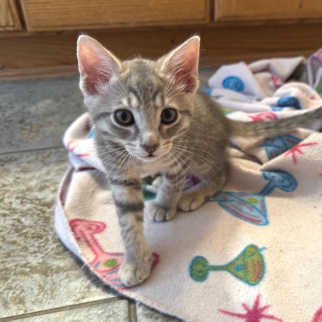 Joey, a Adoptable Domestic Short Hair in Bulverde, TX image 6/6