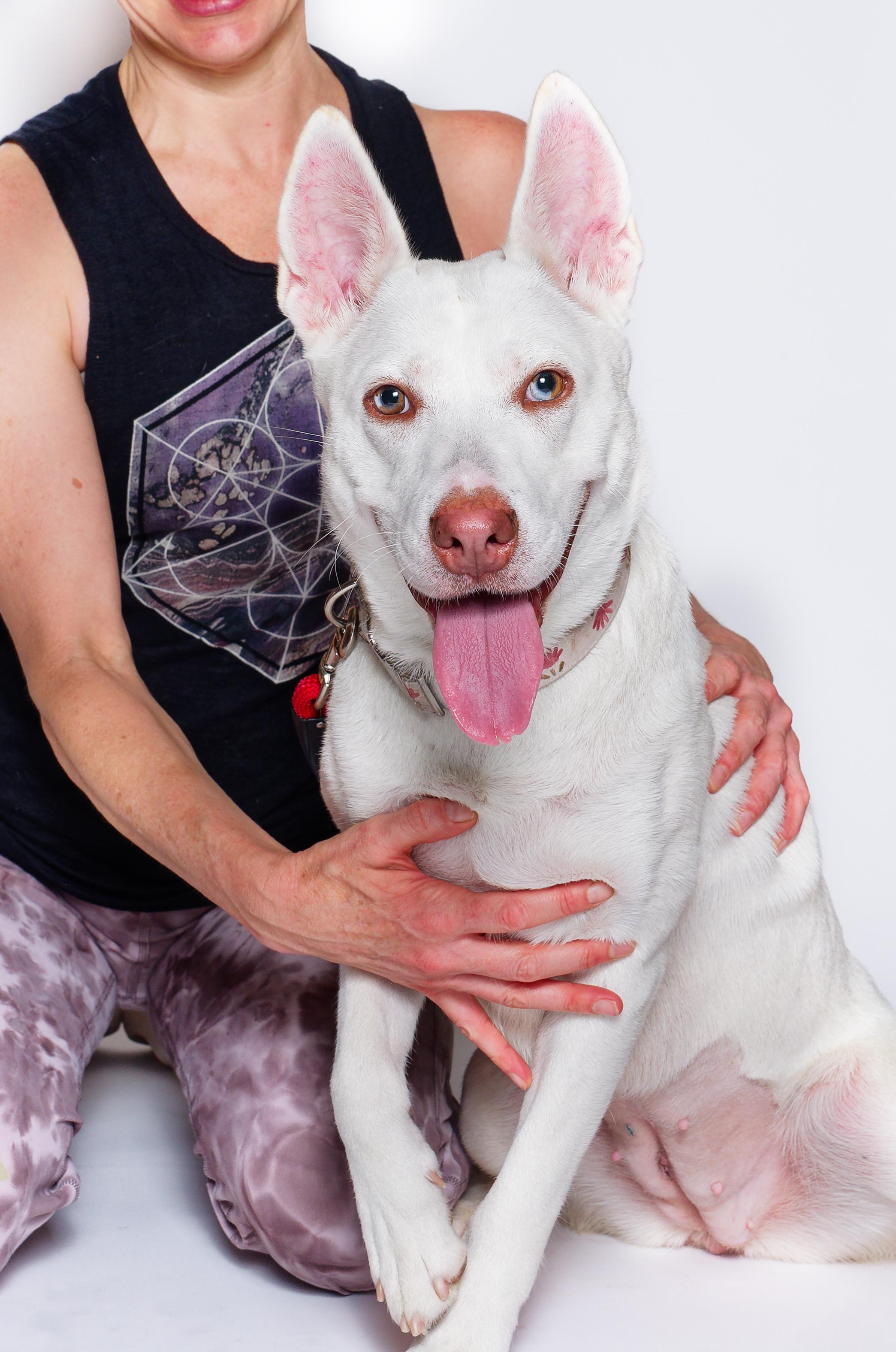 Dulce, a Adoptable mixed breed in Houston, TX image 1/3