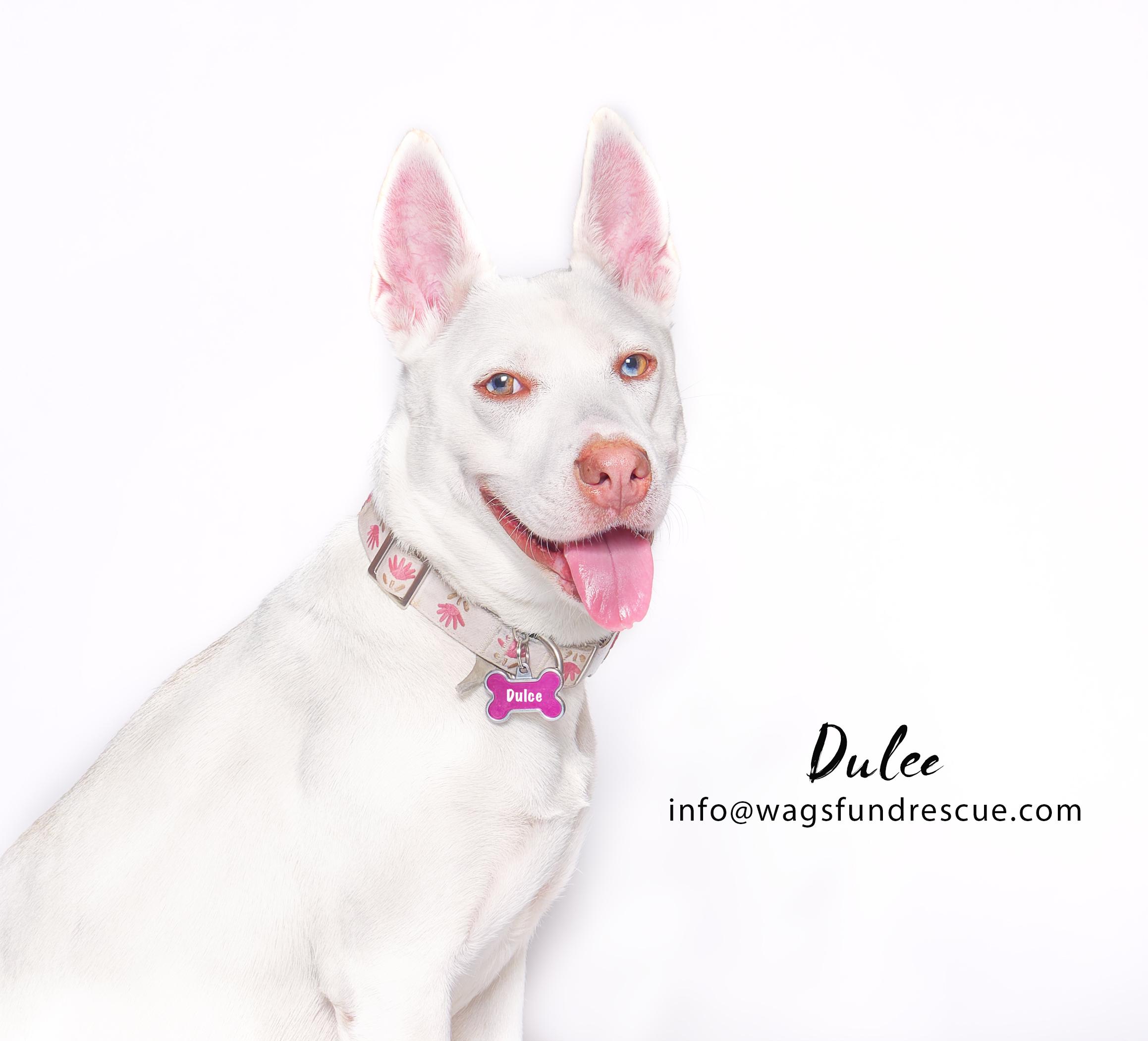 Dulce, a Adoptable mixed breed in Houston, TX image 2/3