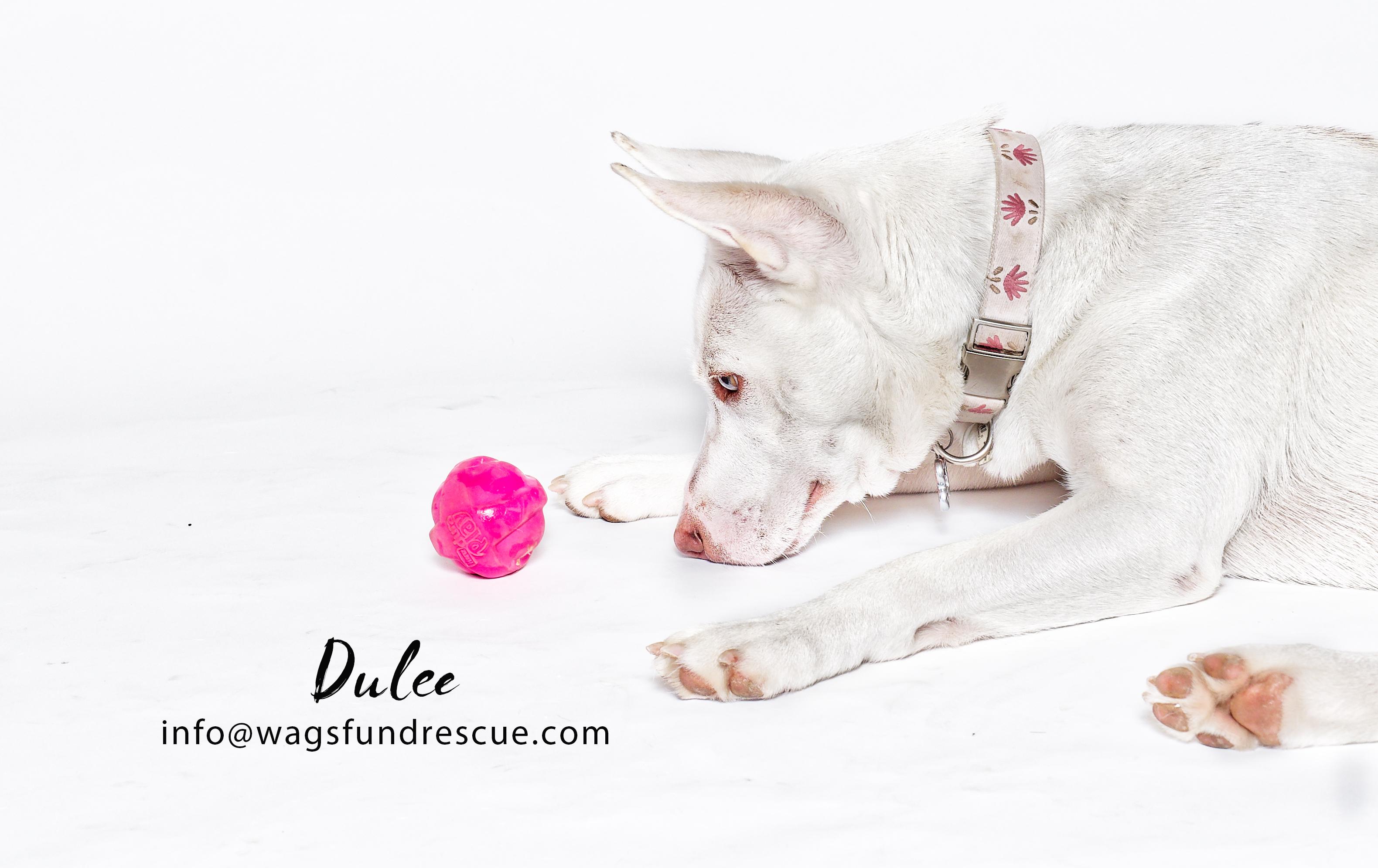 Dulce, a Adoptable mixed breed in Houston, TX image 3/3