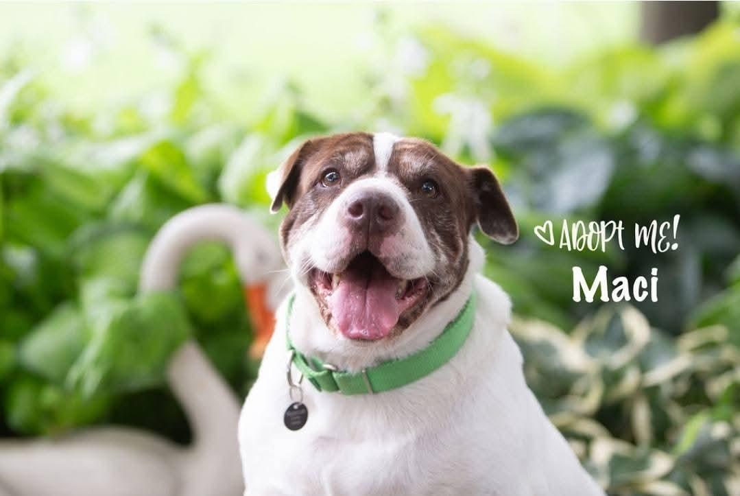 Maci, Adoptable, Adult Female Shar-Pei & Pit Bull Terrier.