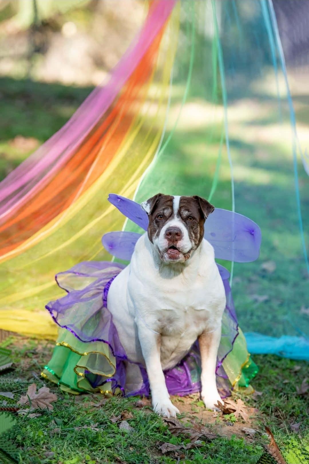 Enlarge Maci, a Adoptable mixed breed in Lexington, MO image 2/6