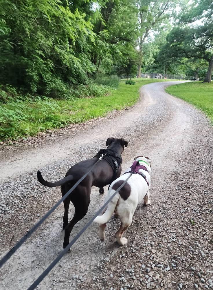 Enlarge Maci, a Adoptable mixed breed in Lexington, MO image 3/6